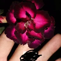 گل طبیعی|گل و گیاه طبیعی|شاهرود, |دیوار