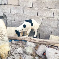 بره دو ماهه سالم و سرحال