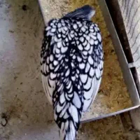 تخم مرغ نطفه دار تازه سبرایت سیلور ، بوف و گلد