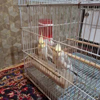 عروس هلندی سخنگو
