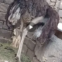 شتر مرغ ماده