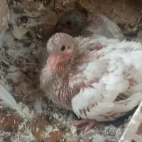 چند تا کفتر همراه به جوجه قیمتش هم توافقی