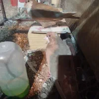 مجسمه طرح کفتر