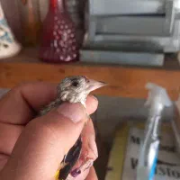 سهره جوجه نر