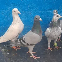 کبوتر ماده المانی