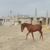 کره اسب