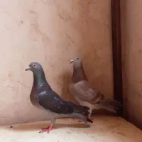 کفتر|پرنده|تربت جام, پاسداران|دیوار