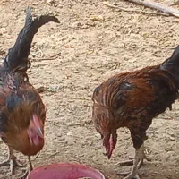 ۴تاخروس