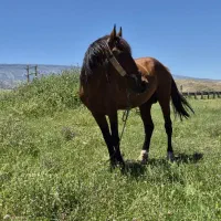 اسب کرد درجه یک