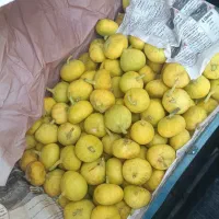 انجیر درجه یک گرمسار