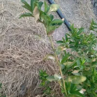 اجاره و شراکت زمین