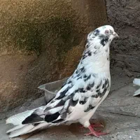 سه عددکبوتر
