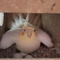 جفت عروس هلندی