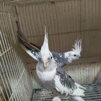 عروس هلندی مولد و جوجه