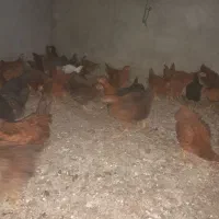جوجه مرغ محلی سالم سرحال