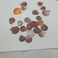 صدف اکواریم