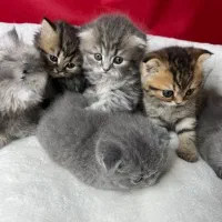 بچه گربه اسکاتیش