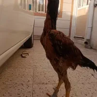 جوجه خروس ازبکی اوشامو پدر