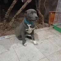 توله پیت بول