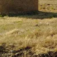 زمین‌‌مسکونی گلزرد
