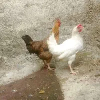 مرغ خروس