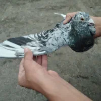 کبوتر (کفتر)