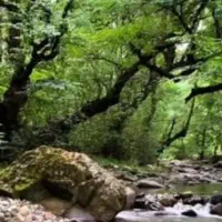 تور  پونل  باغ  ارامش  فقط بانوان