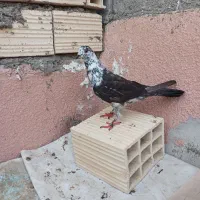 جفت نروماده سوسکی معاوضه