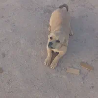 سگ اشپیتز|سگ|رفسنجان, |دیوار