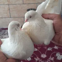 کفتر