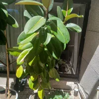 گیاه فیکوس