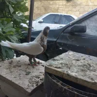 کفتر سینه نرو ماده جفت گاه و هوایی