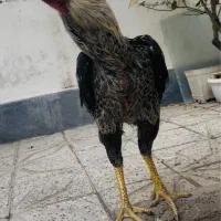 مرغ خروس