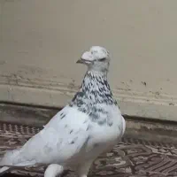 نرقلدر|پرنده|مشهد, علی آباد|دیوار