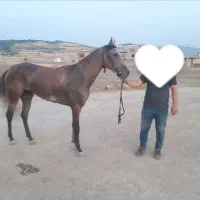 اسب ترکمن سواری آرام، کورسی(۳ساله مادیان)