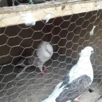 یک جفت کفتر دوکت کاکولی