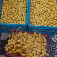 خارک‌حاج‌باقری‌دانه‌درشت‌شیرین‌خوشمزه