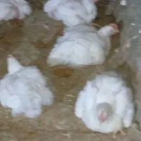 مرغ گوشتی ارگانیک