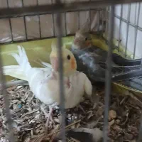 جوجه عروس