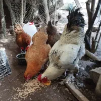 یک خروس جوان وچهار مرغ تخم گذار