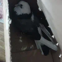 کفتر شازده ماده