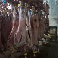 آبگوشتی گوساله