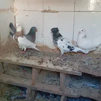 چهار عدد کبوتر