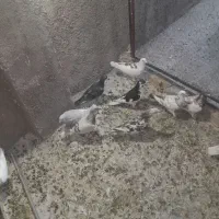 ۱۰ عدد کفتر خوب عالی