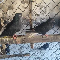 کفتر سیاه دم سفید