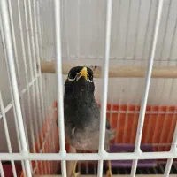 مرغ مینا