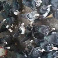 اردک اسرائیلی نر