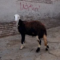 بره قوچ ، میش،گوسفند