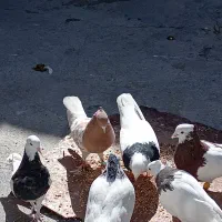 کبوتر طوقی وکله