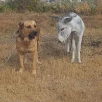 واگذاری سگ سراب نگهبان